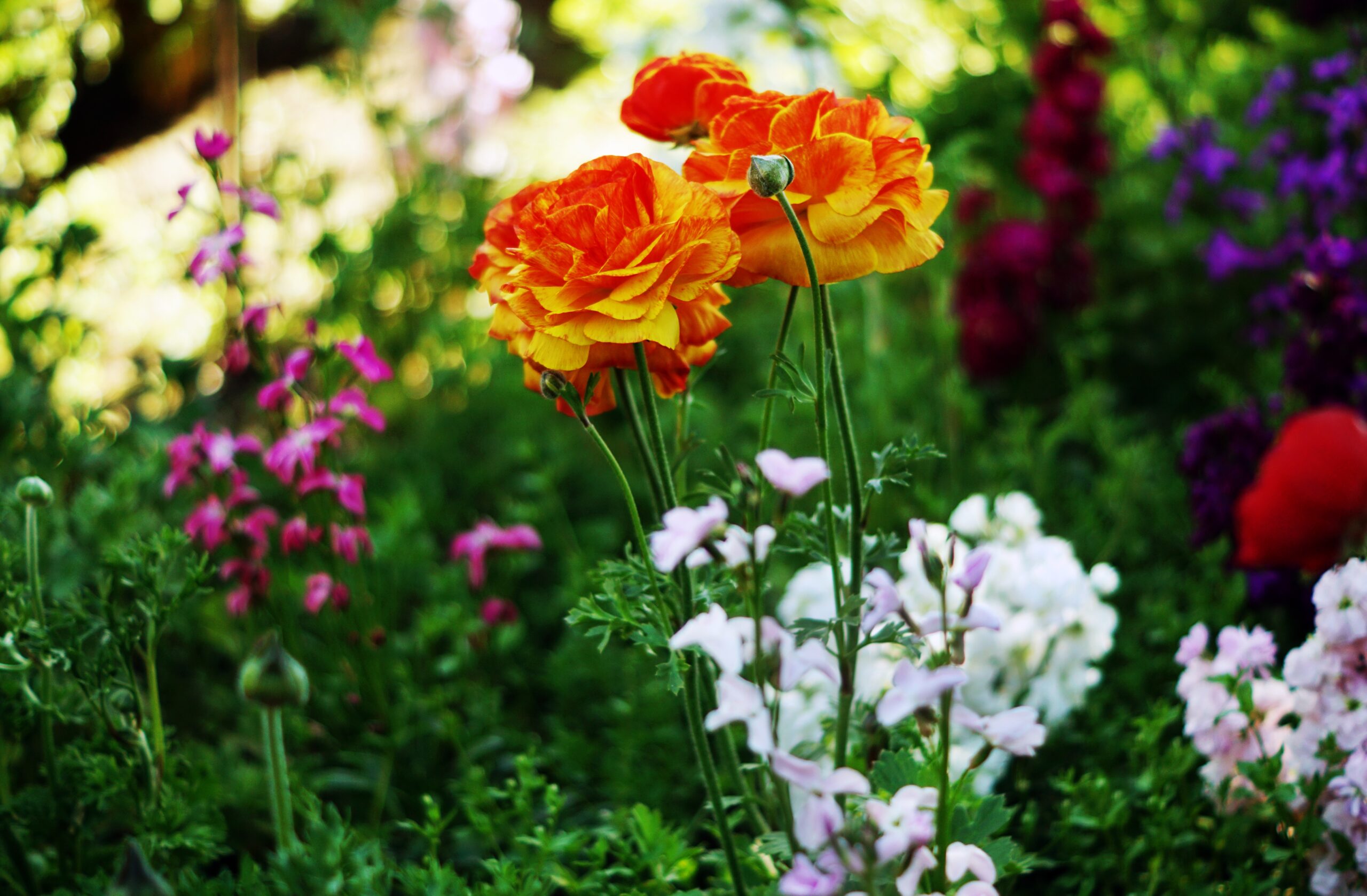 Grants of Up to £5,000 to Promote Horticulture and Public Gardens